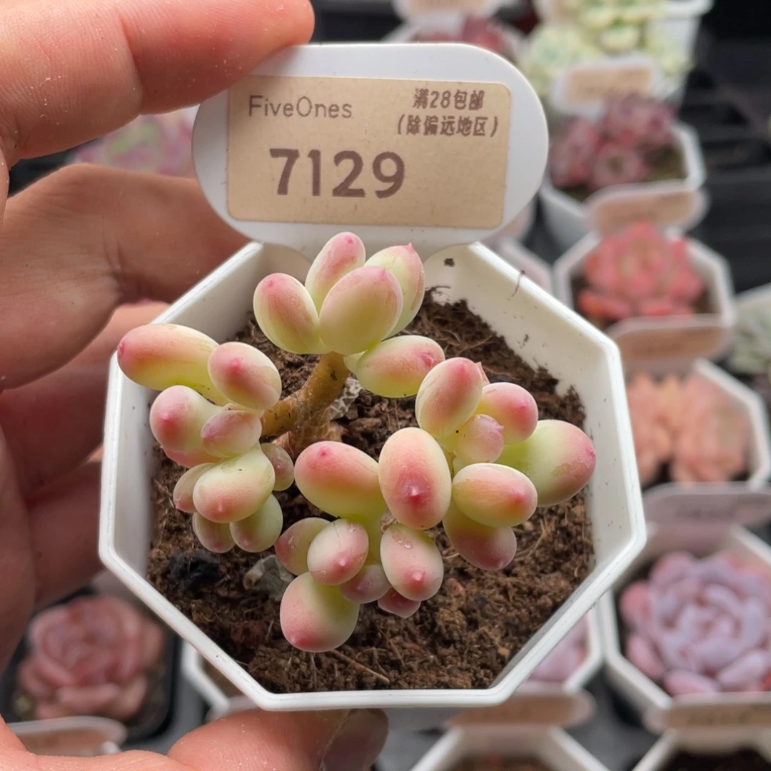 苹果奶7129-5.5厘米