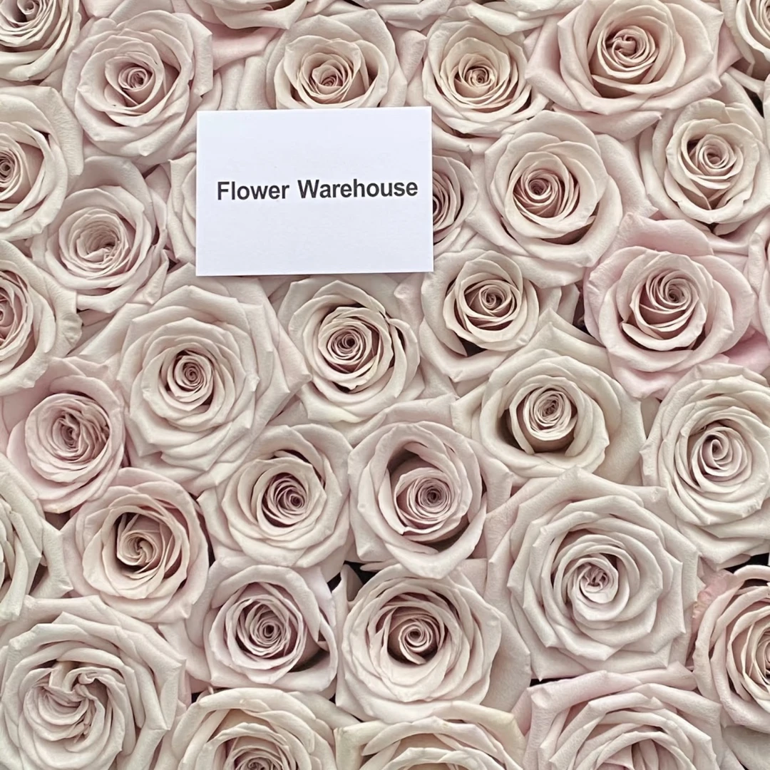 【曼塔】玫瑰高品质曼塔玫瑰新鲜稀有玫瑰基地直发混搭鲜花丝路园艺