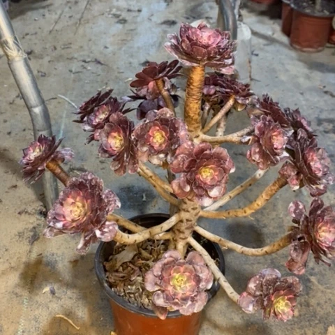 红金刚多肉植物013