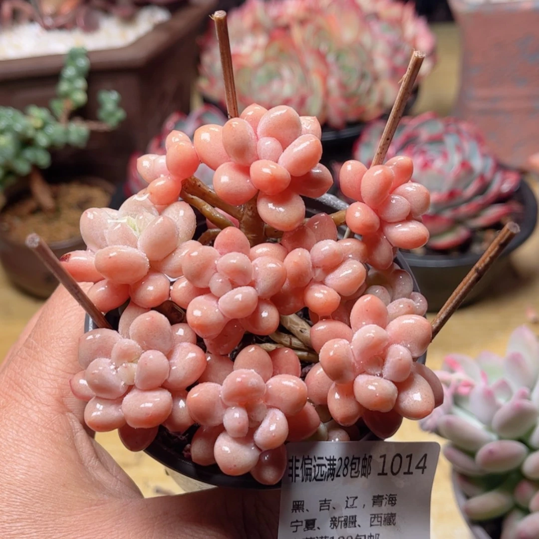 【闪购商品】1014鱼子酱