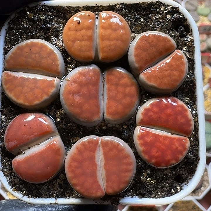 生石花1111111。   236