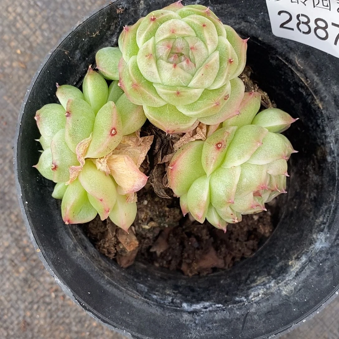 A***光2887散群不售后～8厘米