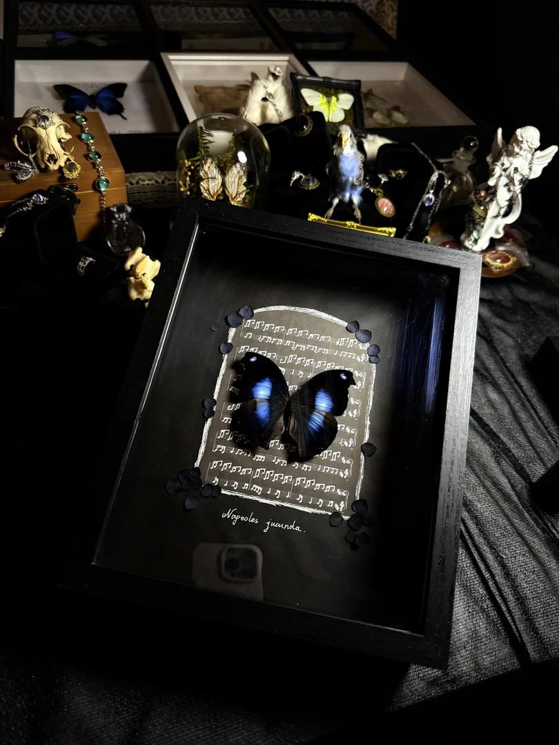 爱情鸟蛱蝶a1真蝴蝶标本