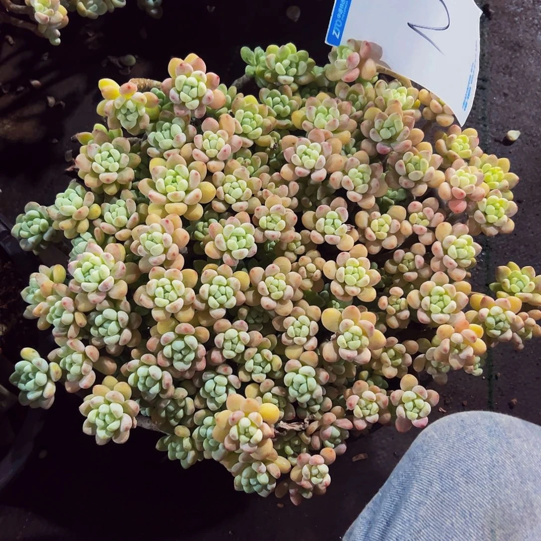 6***82号一物一拍脱土包邮