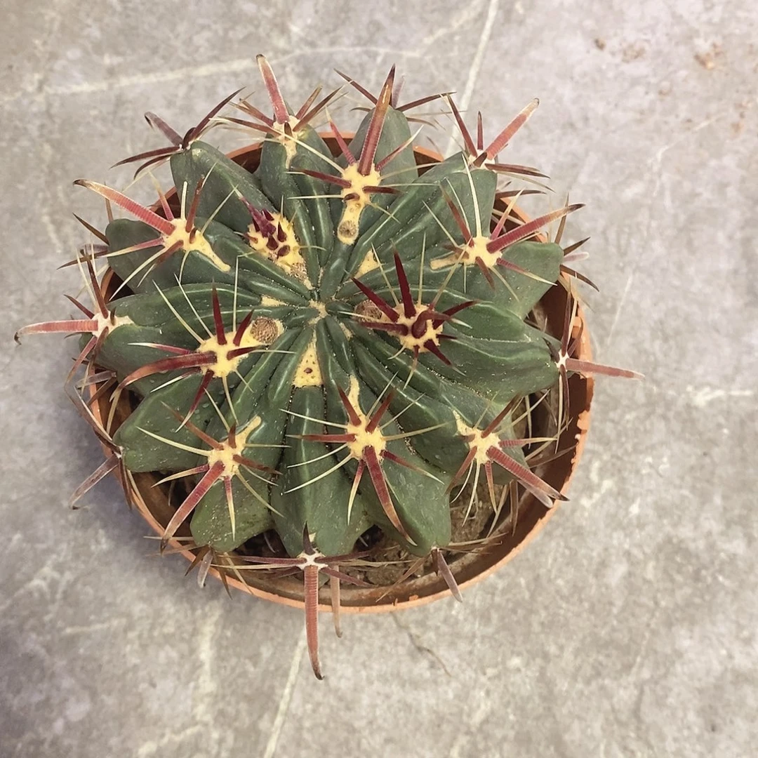 淡***生一物一拍一棵仙人球