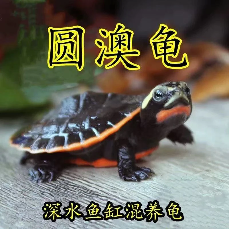 圆澳侧颈龟1只