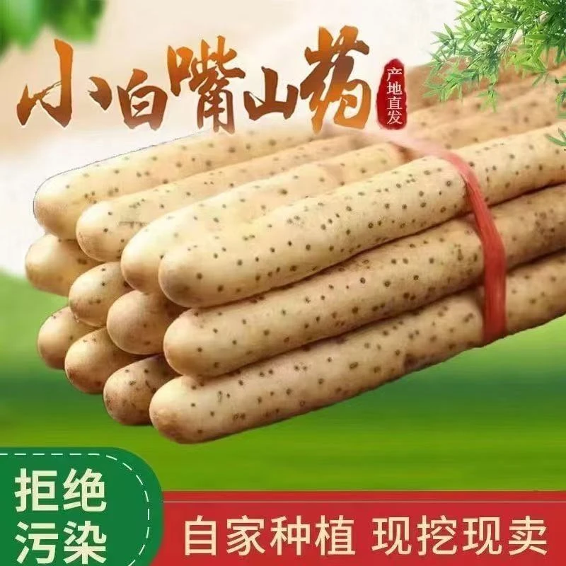 正宗粉糯铁棍山药小白嘴新鲜山药粉糯产地直发淮山药新鲜蔬菜