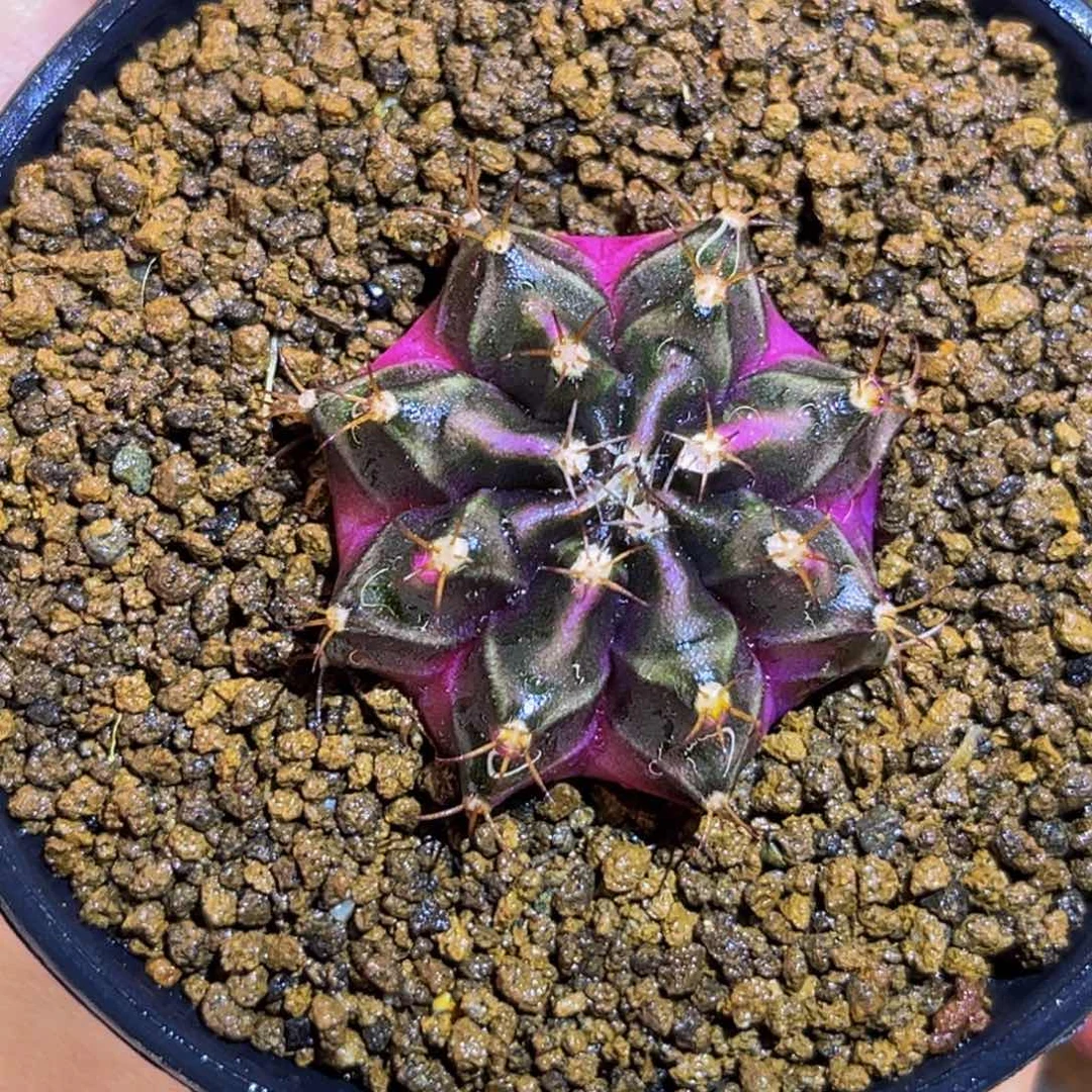 粉豪臀 米哈仙人球