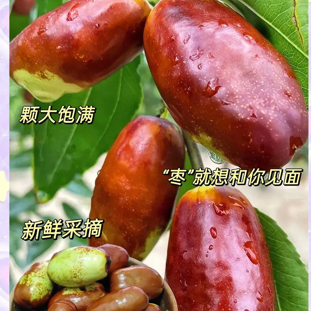 陕北（老树青枣鲜枣）顺丰包邮