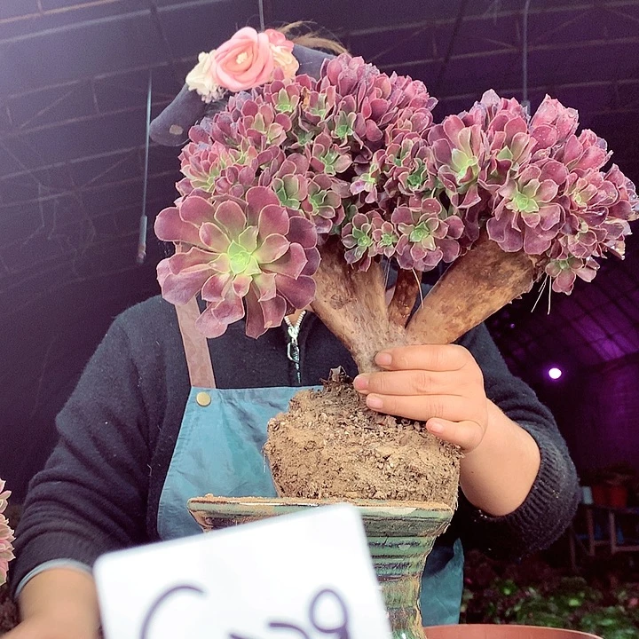 柒柒精品多肉脱土发货不包断侧枝S229