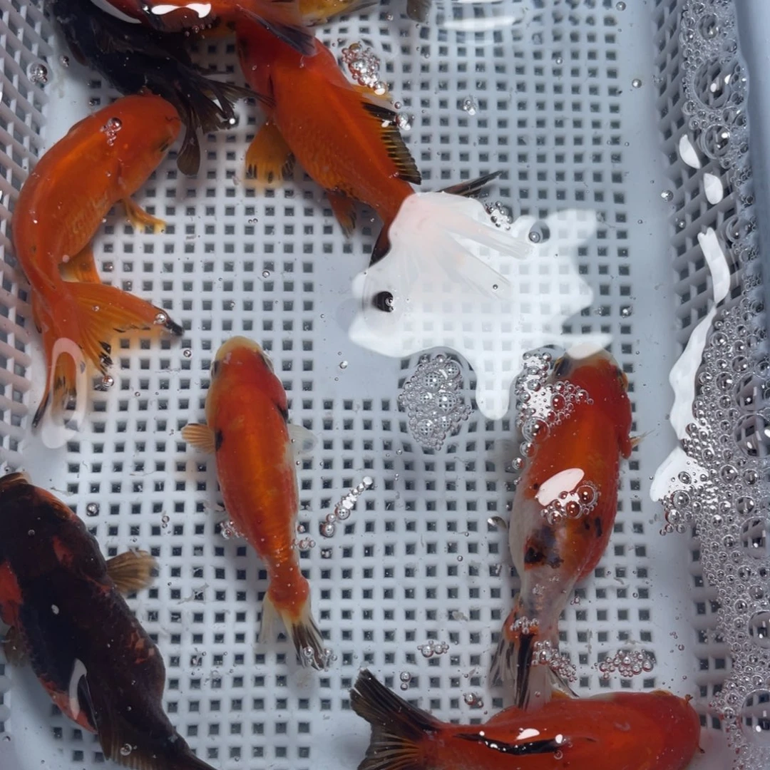 海水鱼花泰狮金鱼52