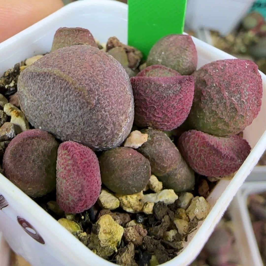 编号310底叶插，四方盆发