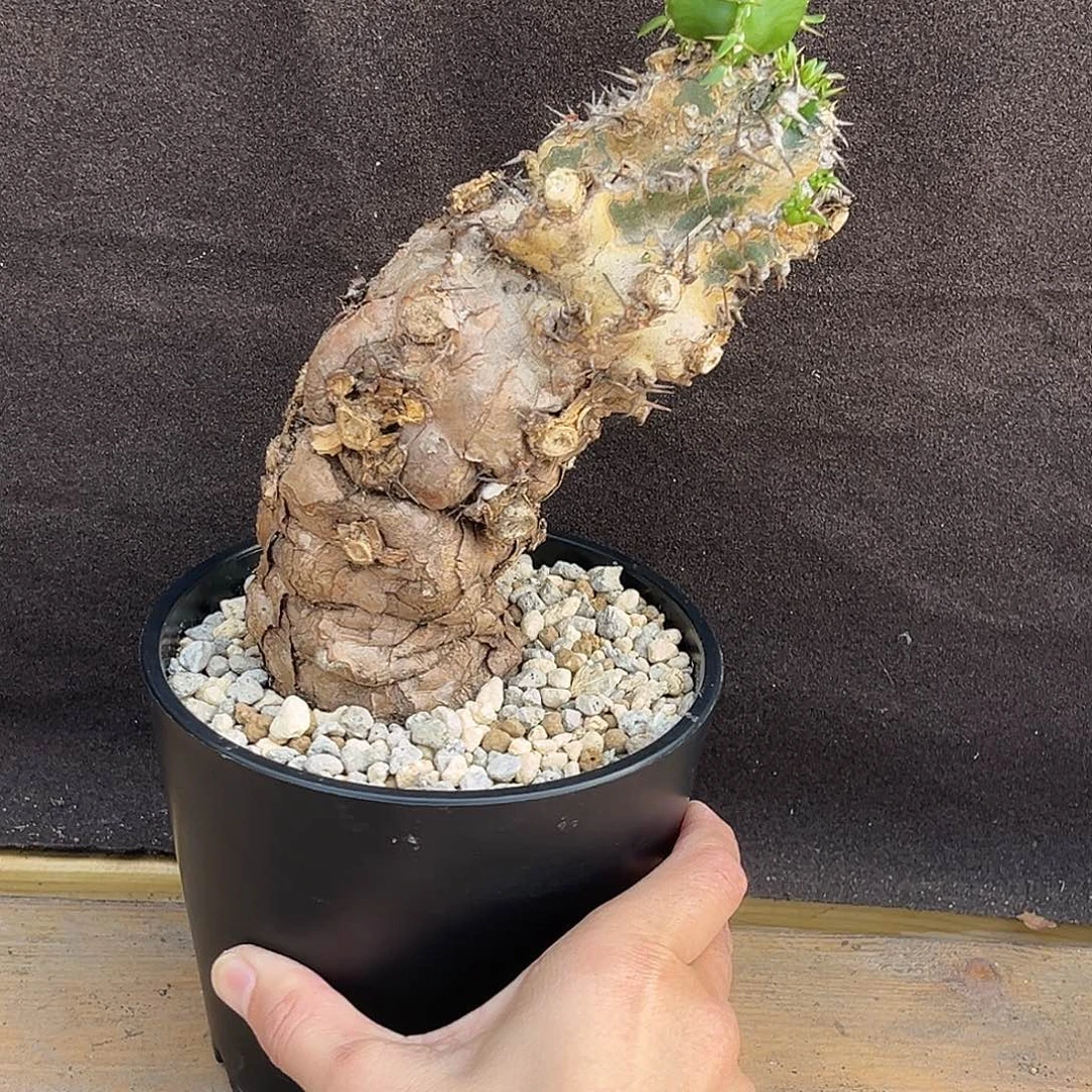 精品火山大戟，熟桩