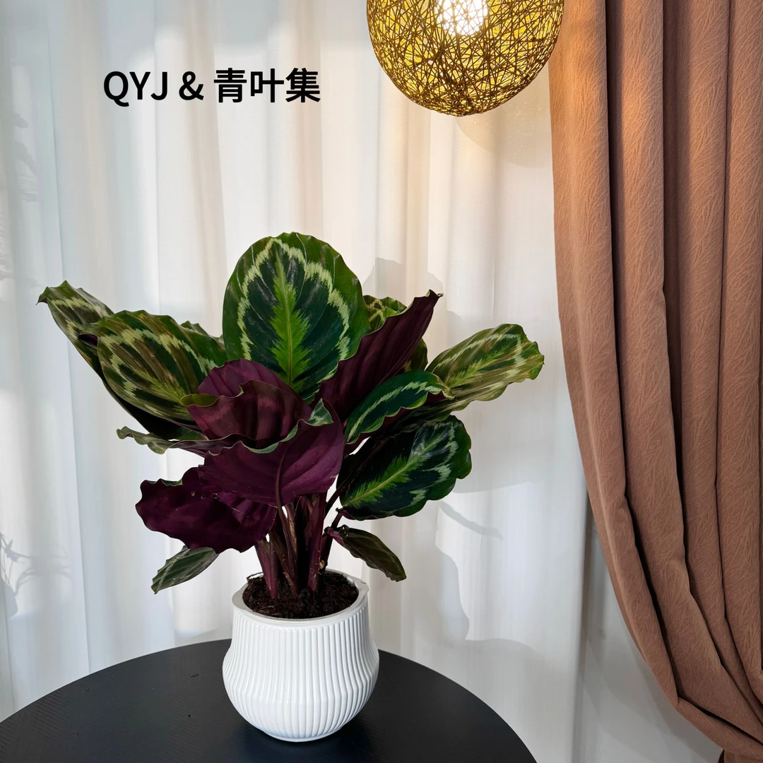 彩虹竹芋  华丽高贵大叶盆栽绿植  室内好养植物