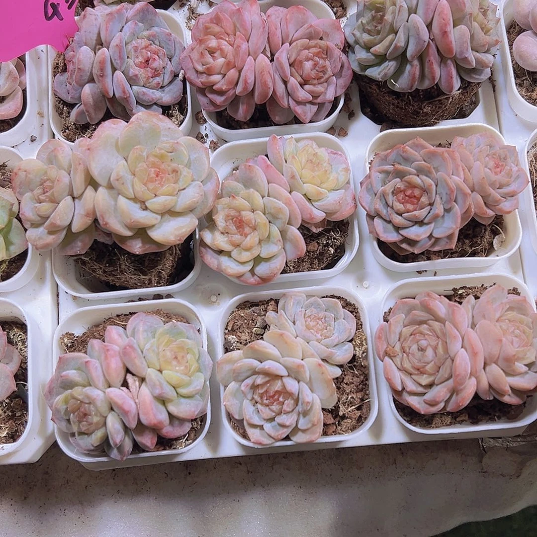 双头七彩冰魄2盆19包邮