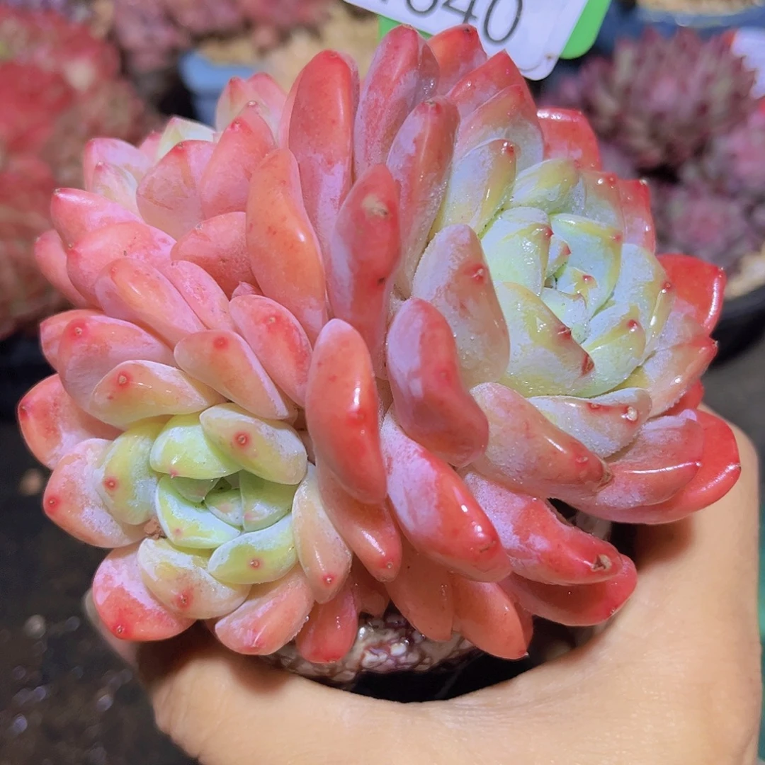 4640冰玉杂多肉植物