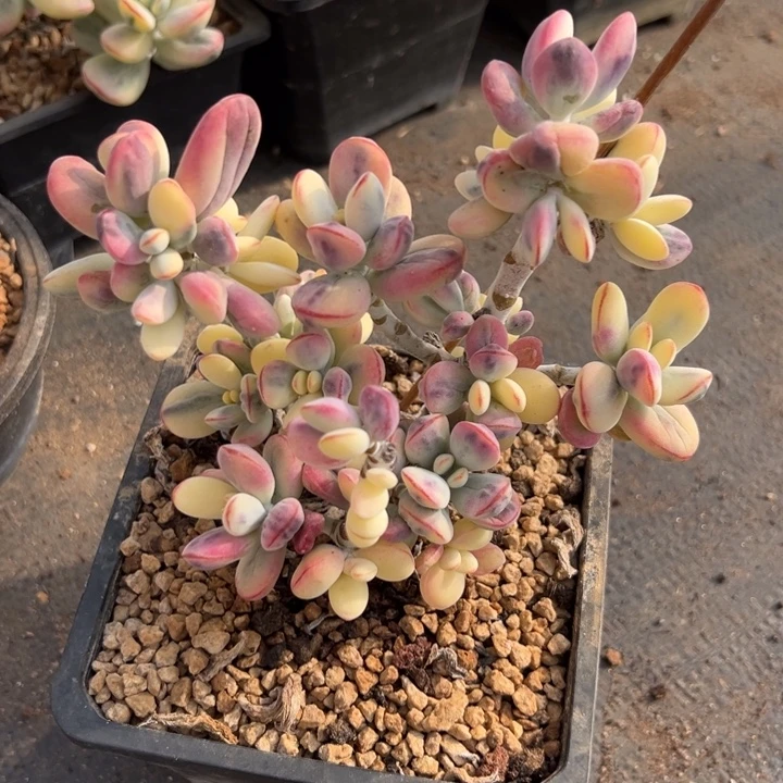 无花朵913福娘锦无砍微瑕14盆