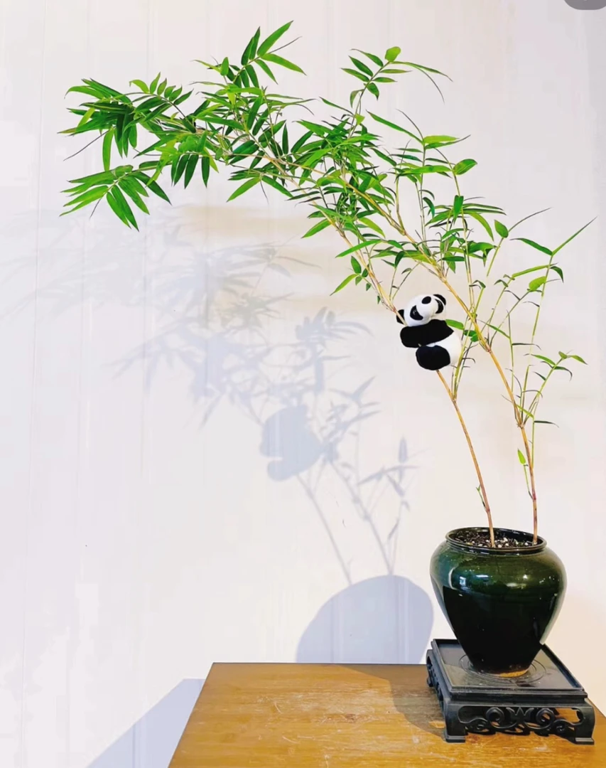 红竹红观音竹苔玉球苔藓球水培带根室内植物盆栽桌面盆景客厅绿植