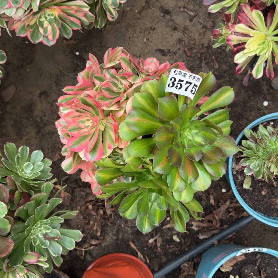 法师女巫阴阳3575 19-9