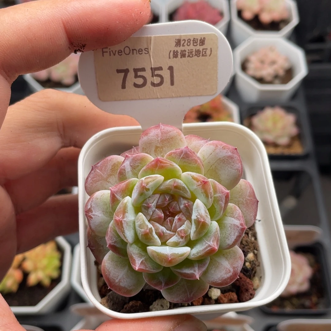 编号系列7551-5厘米