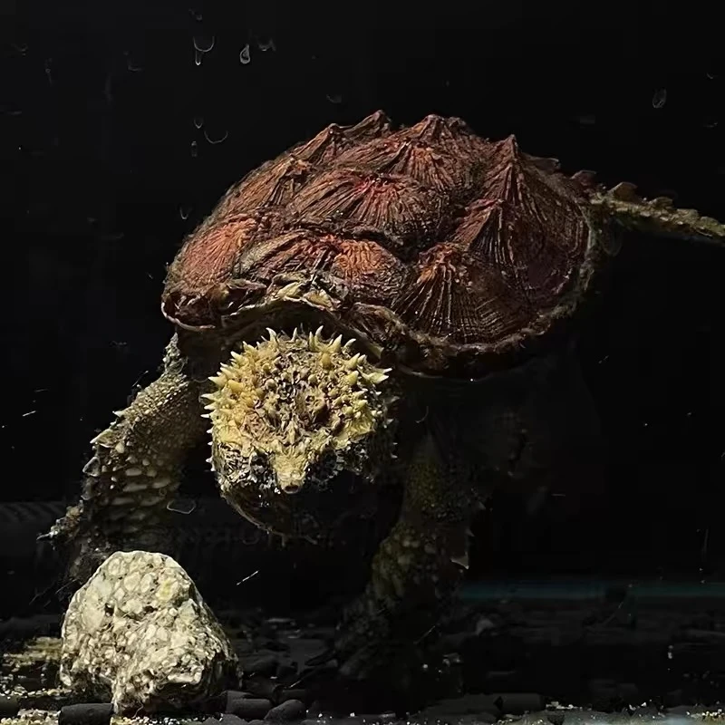 《二号直播专链》原种一代爆刺佛鳄纯佛后互动性好活体观赏小乌龟