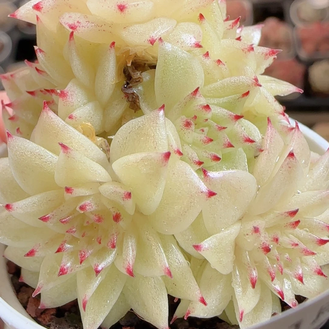 花语多肉0102-81散