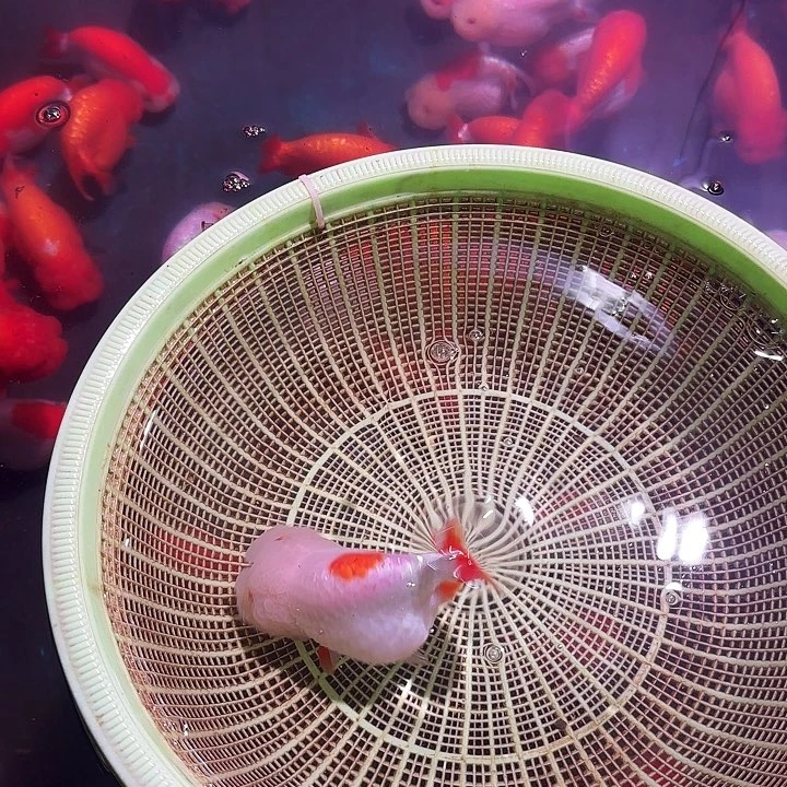 中国大陆兰寿兰寿兰寿兰寿