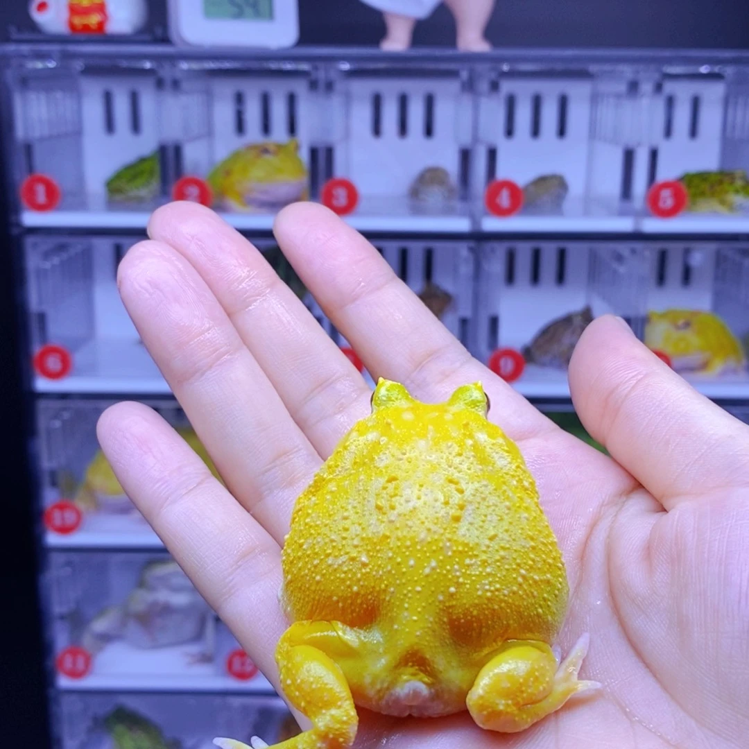 角蛙蛋黄特价包邮包活