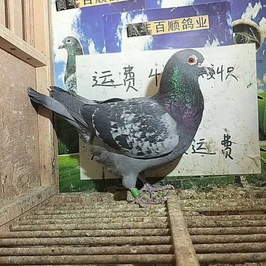 7中国大陆詹森019种雄鸽