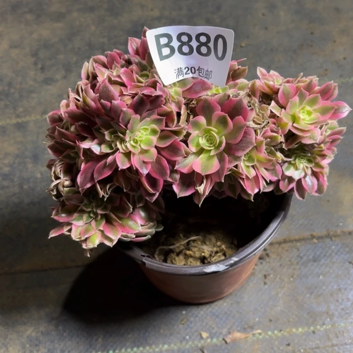 瑞妈多肉园艺，880.女巫缀