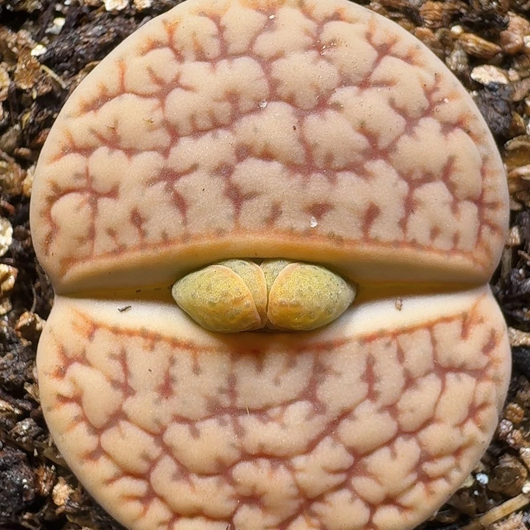 生石花1111111。  219