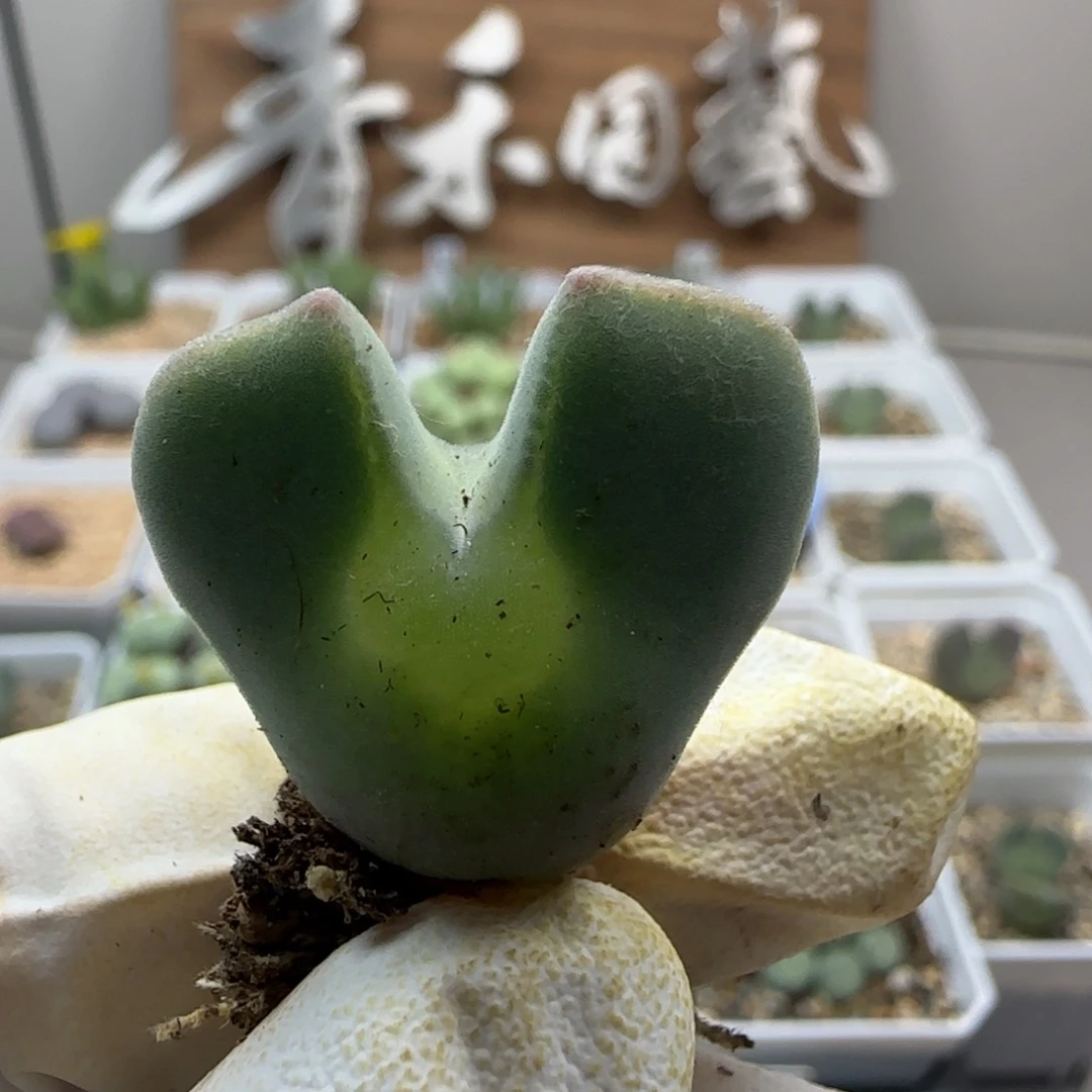 阳***宝10-12当天满38包邮2.5cm锦