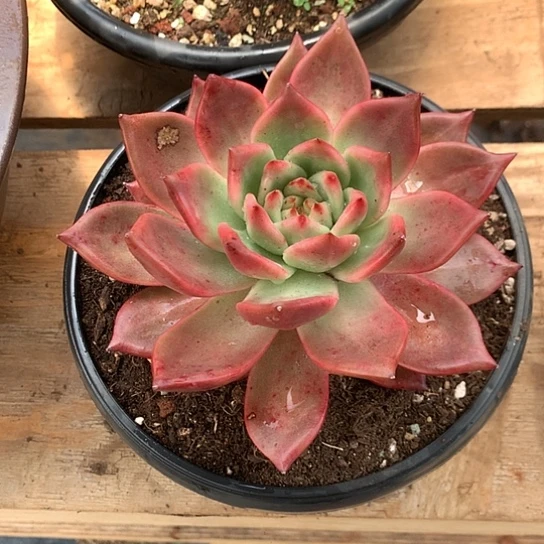 美肉特价活动开始啦