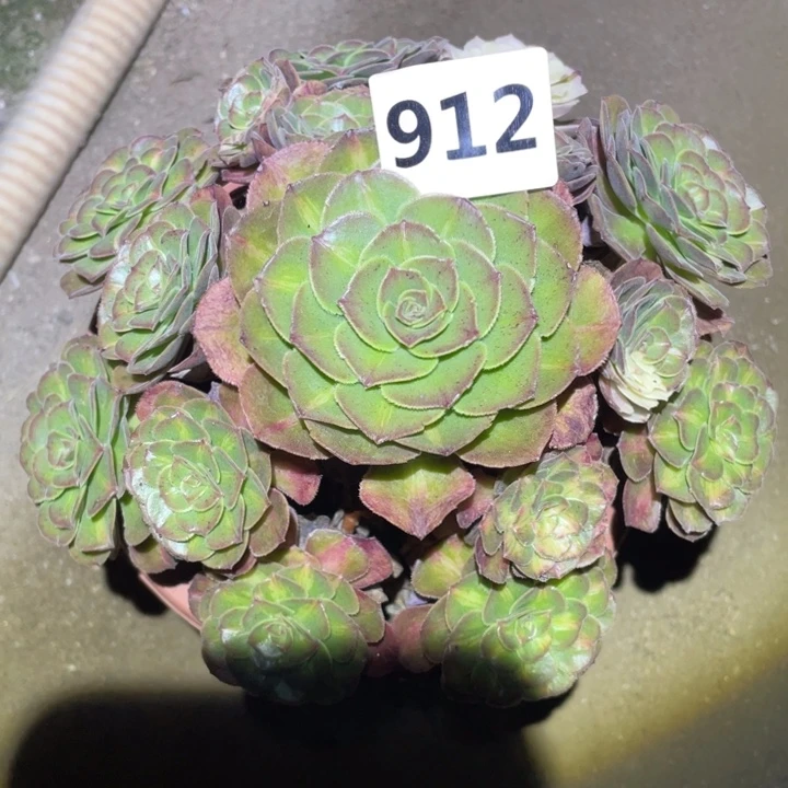 海王七彩912号多肉植物