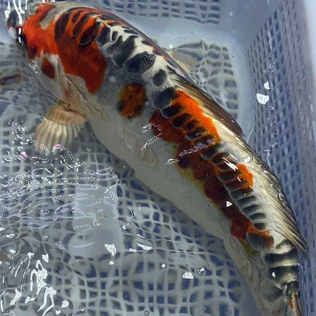 锦鲤冷水锦鲤包邮