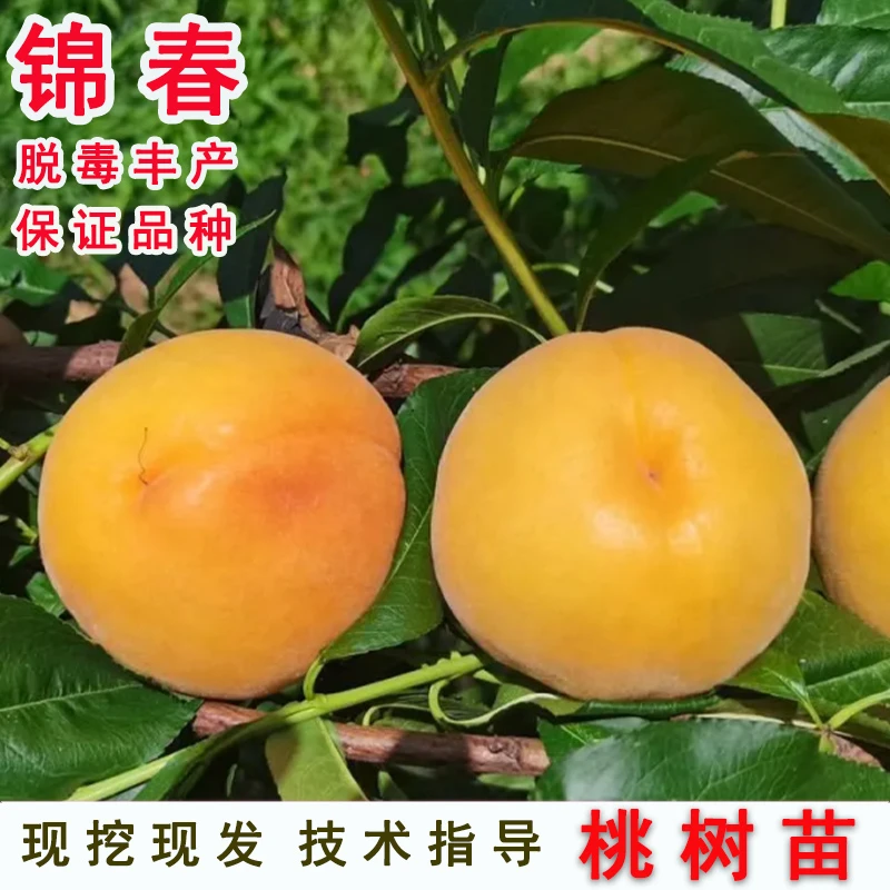 特大果桃树果苗嫁接锦春黄桃树苗6月早熟脆甜黄桃苗南方北方种植