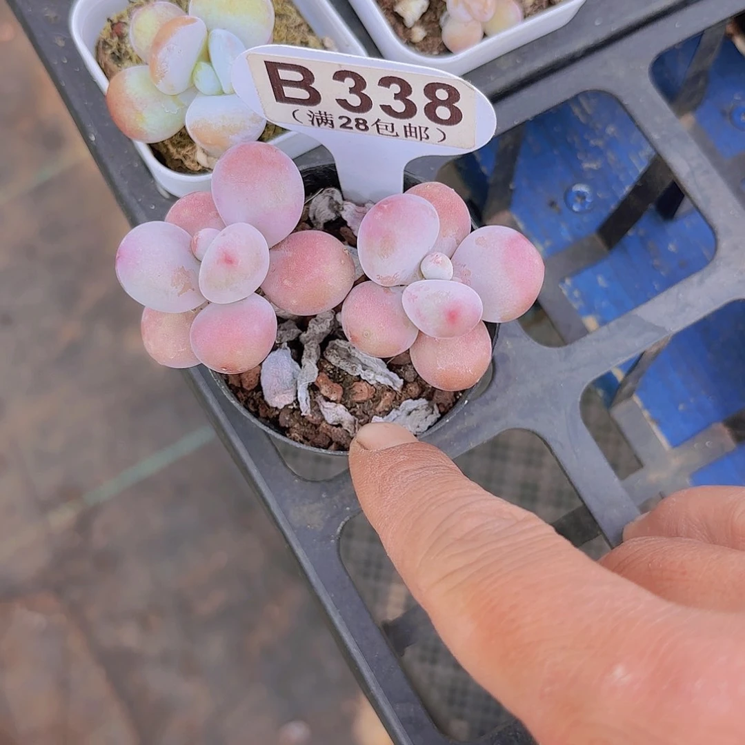 B338桃蛋一物语拍