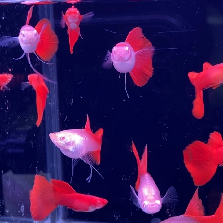 孔雀鱼血红飘5对孔雀