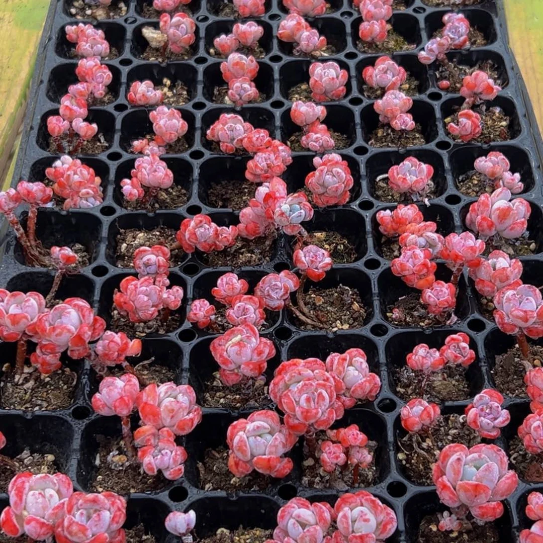 609的最后一天了啊我的小