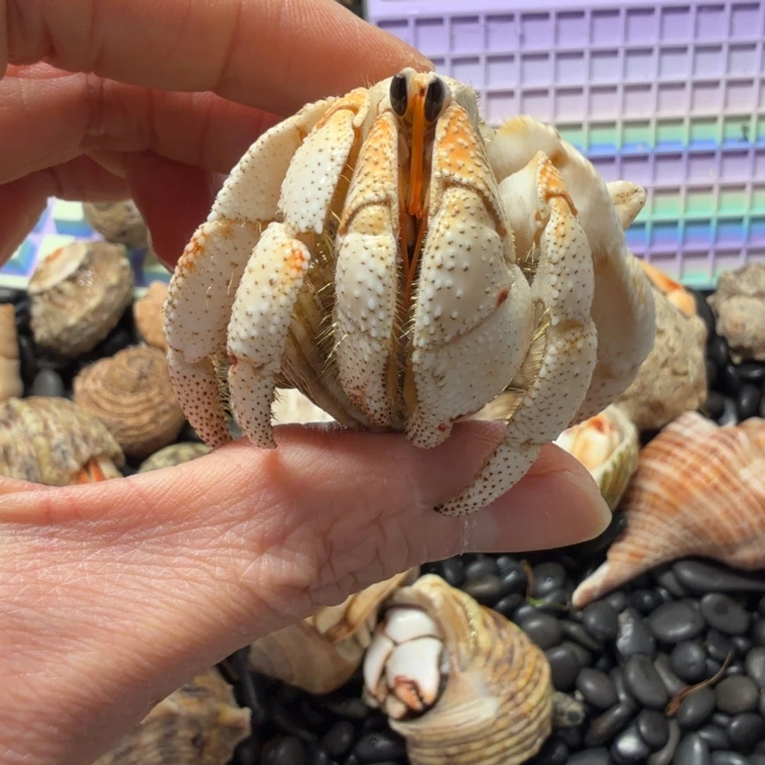 3口淡黄色胖球毛子