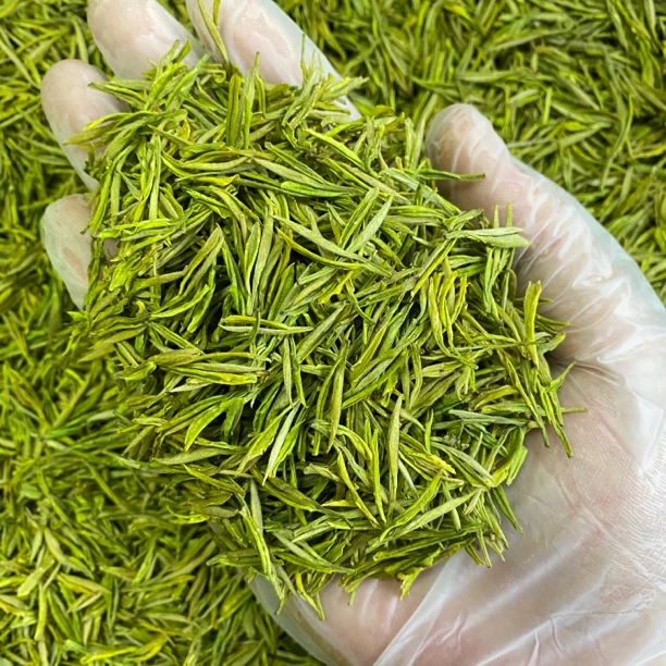 【N6】25年新茶半手工熊猫奶白安吉原产地熊猫奶白皇金芽奶香鲜甜