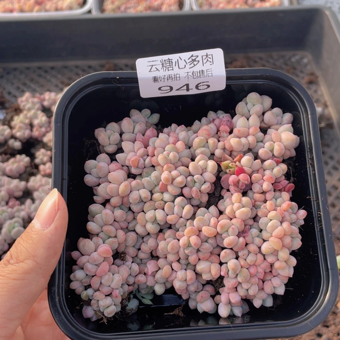 云糖心多肉植物946