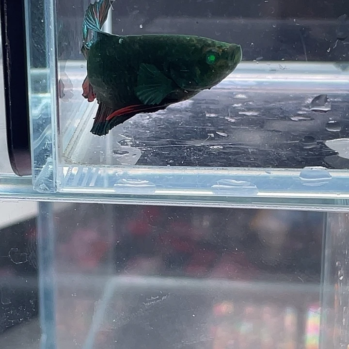 斗鱼包活不包损 感谢支持