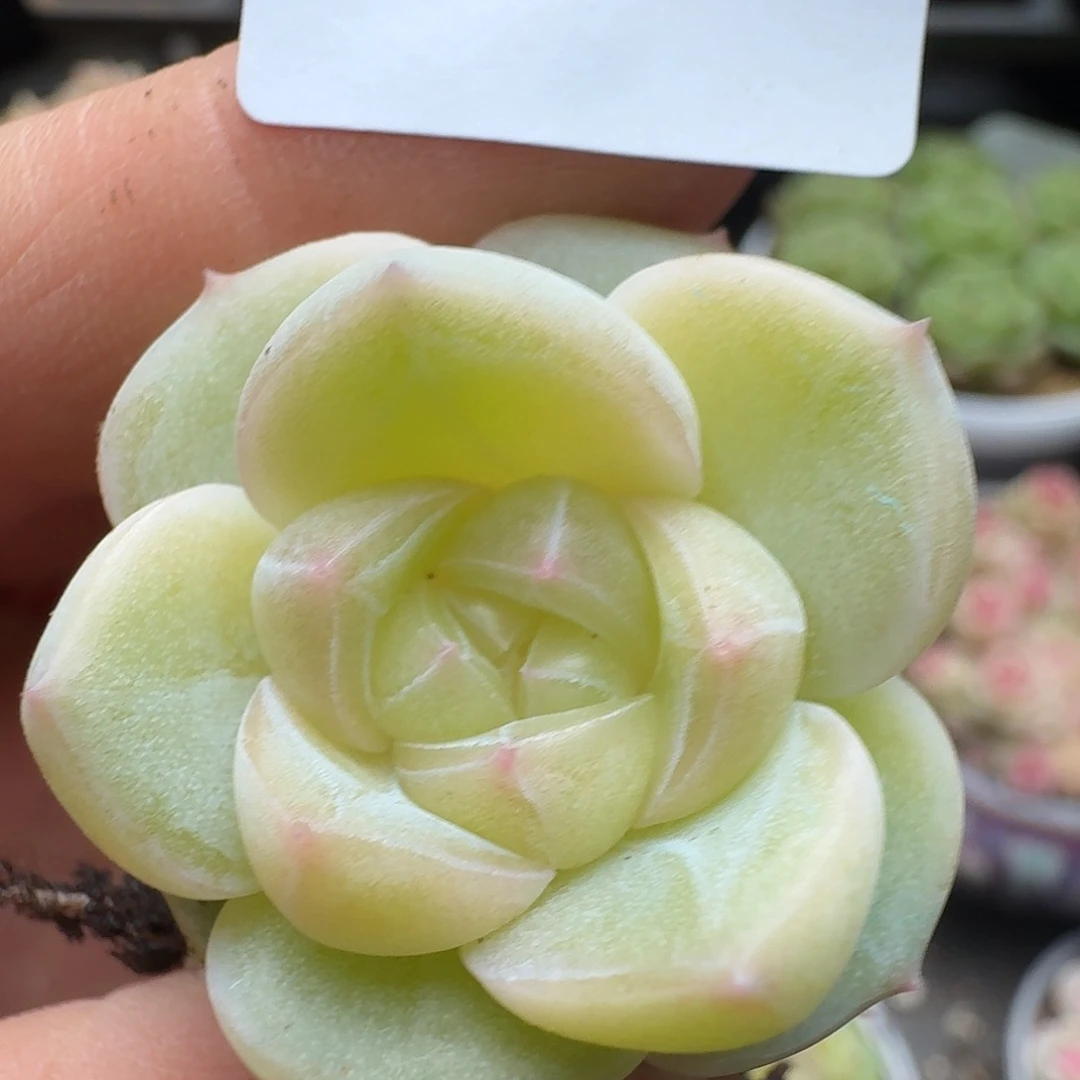 一物一拍一物一拍1213-925