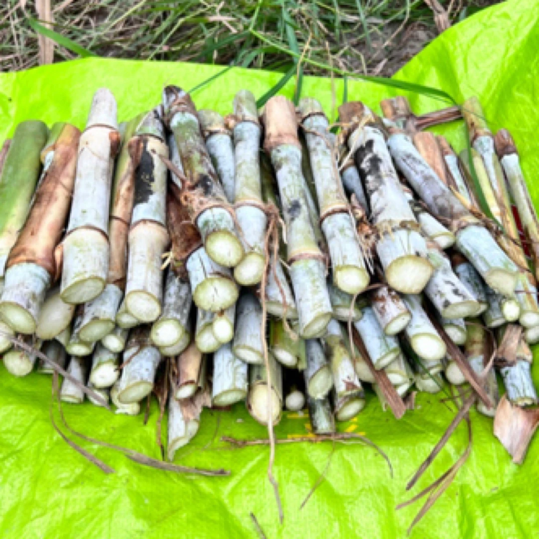 牛羊饲料（黄竹草）一根两节