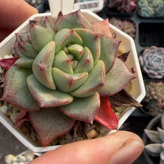231百合锦杂多肉植物多