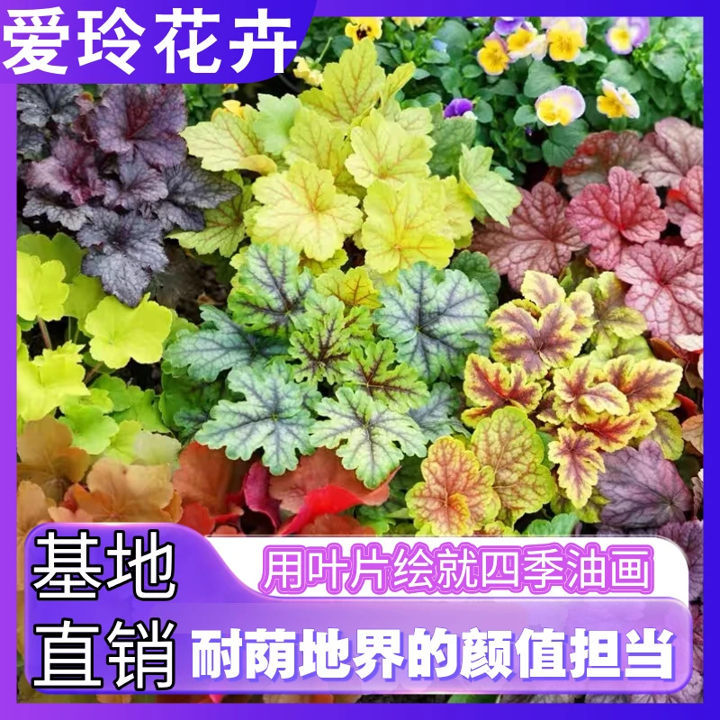 矾根绿植盆栽绿化花卉苗凡根组合多色四季观叶庭院耐阴耐寒花园