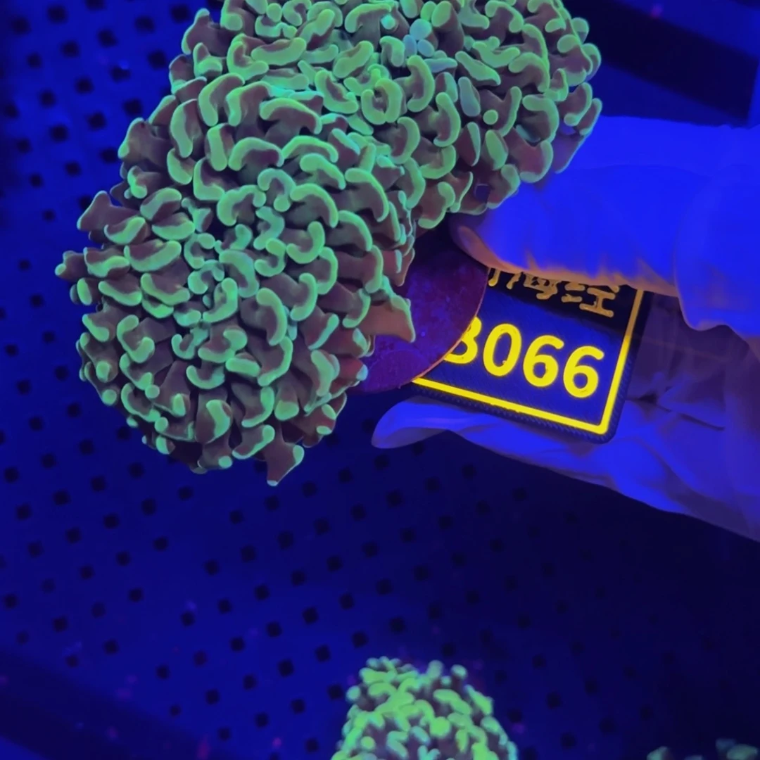 纽扣珊瑚一****3晓晓不包邮榔头B066