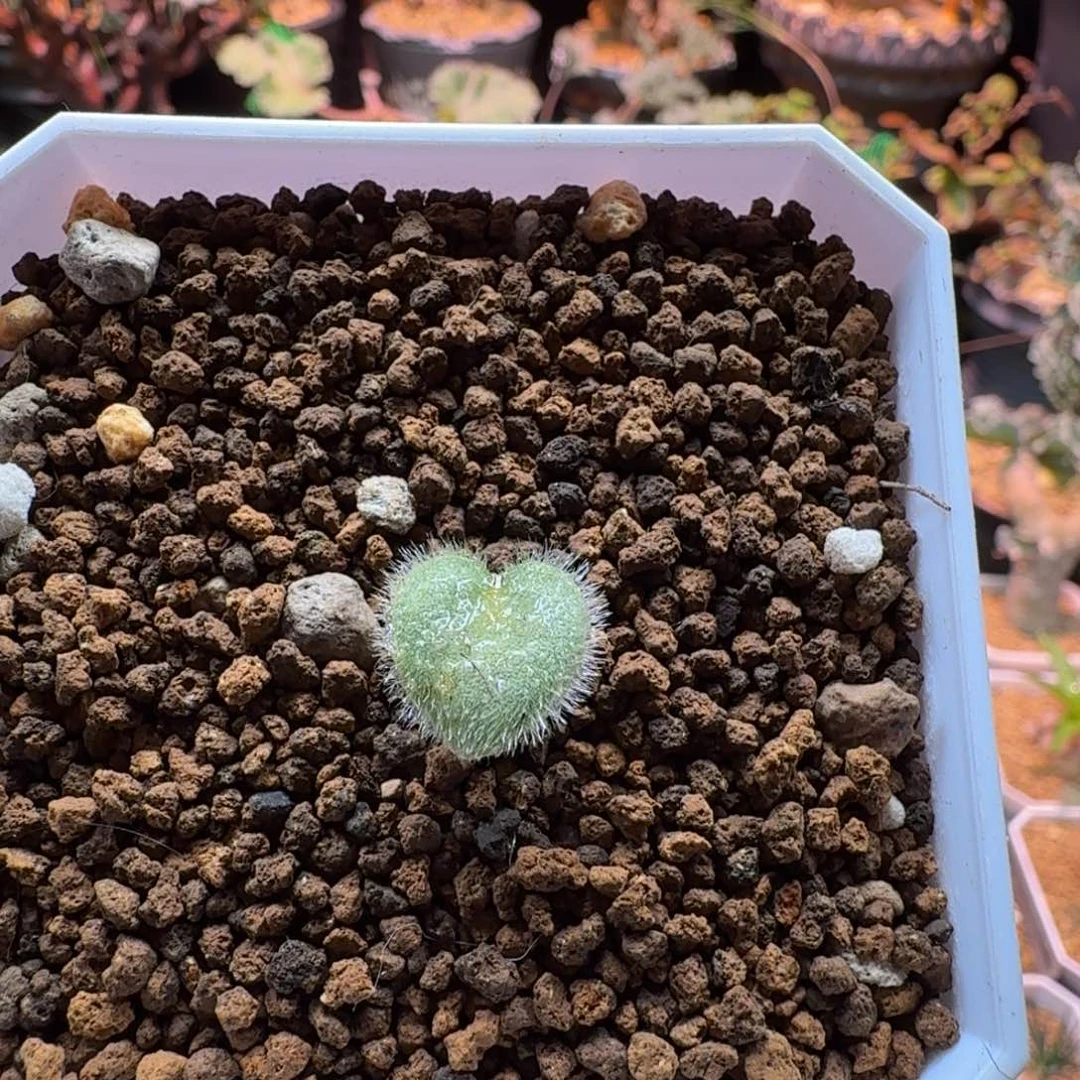 全毛爱心443 仙人球