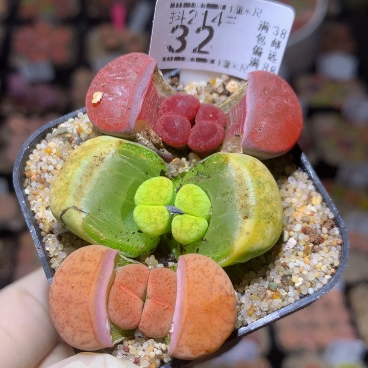 精品生石花214.32